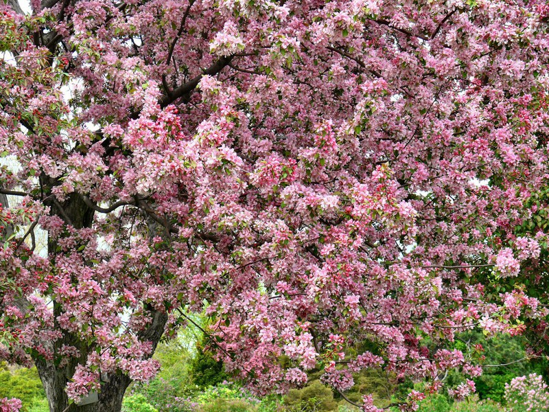 double blossom pink crabapple