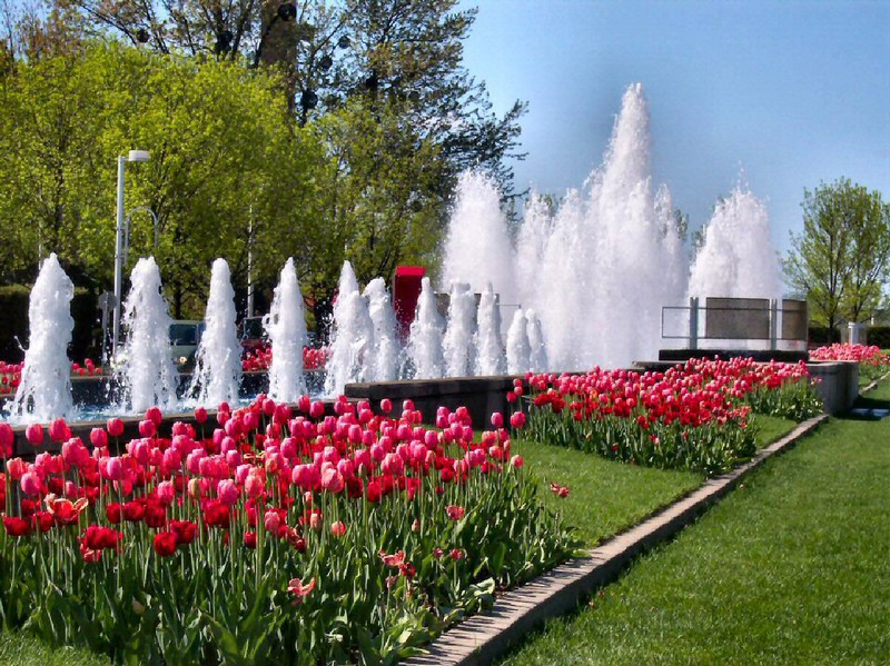 Gatineau Quebec's Casino Blvd and grounds feature 100,000 tulips.