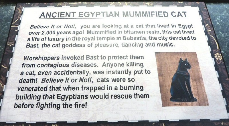 mummy info