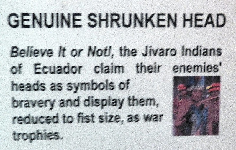 shrunken head info