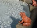 one of the sundial frogs