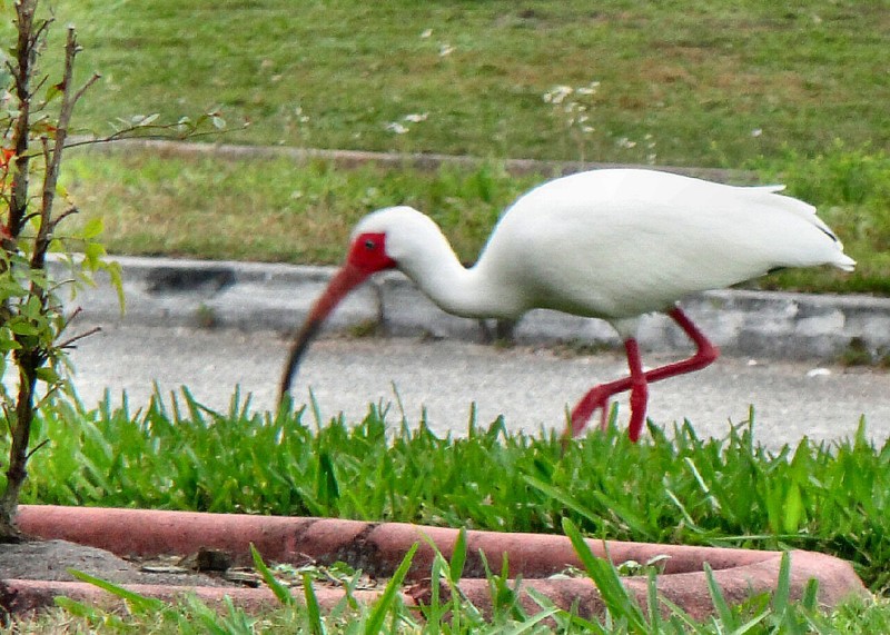 Waterfowl, such as this egret, abound along the roadside.