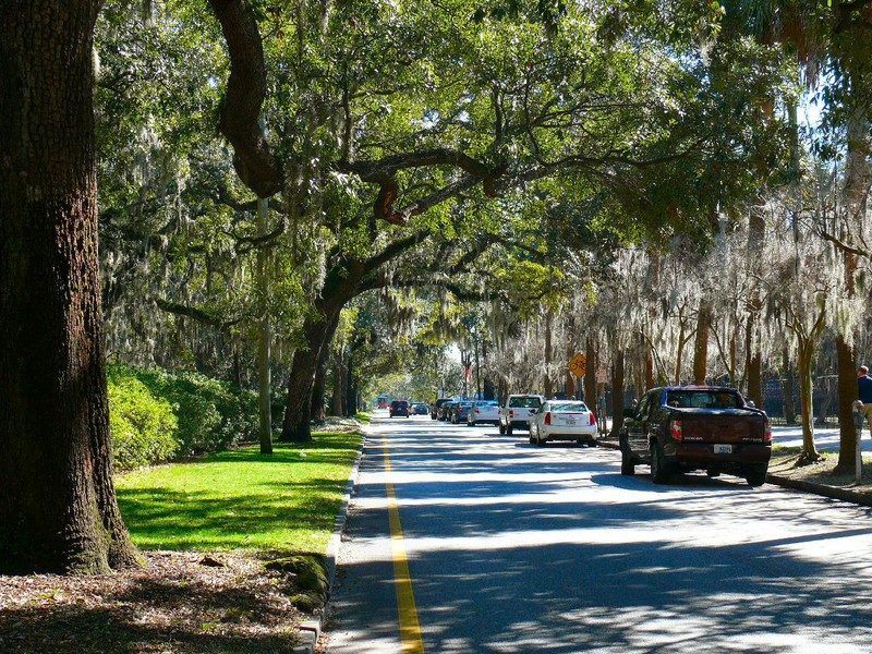 The streets are lined with countless giant “live oaks” draped with ''Spanish moss''..