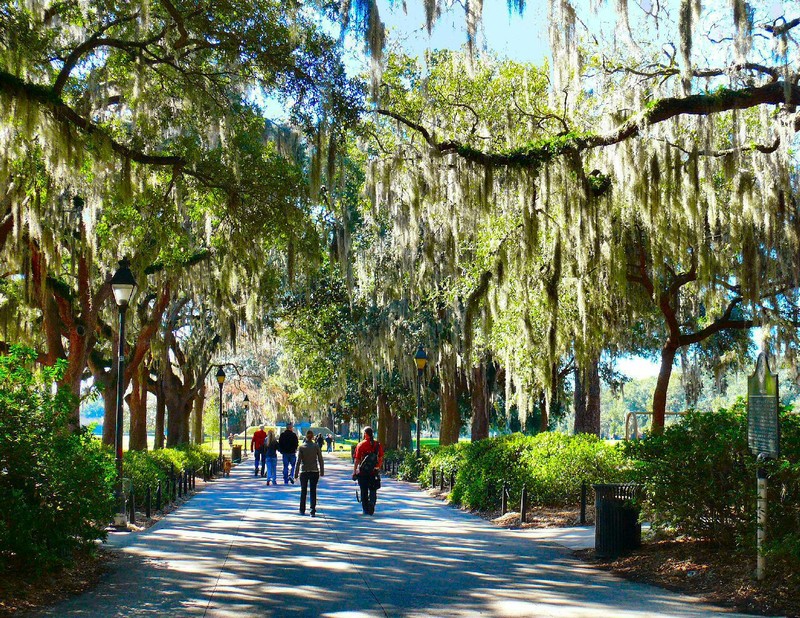 Iconic Forsyth Park also has its share..