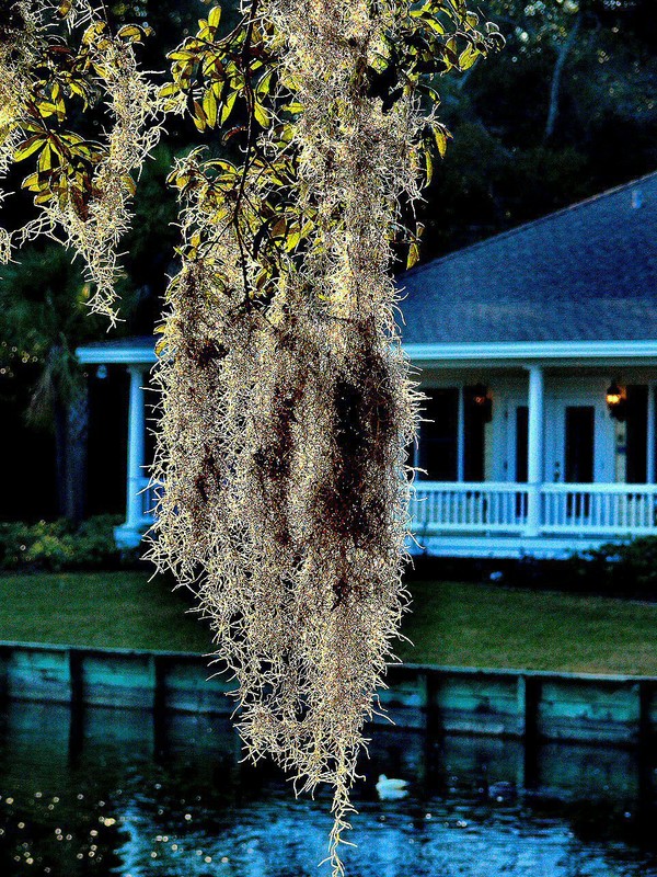 A photosynthetic epiphyte full of chiggers, ''Spanish moss'' produces its own food and draws moisture from the air.