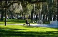 Emmett Park in February;  not only is the grass luxuriant, but I didn’t see any of the weeds that infest most city parks.