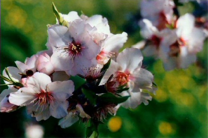 ... almond trees in bloom in February