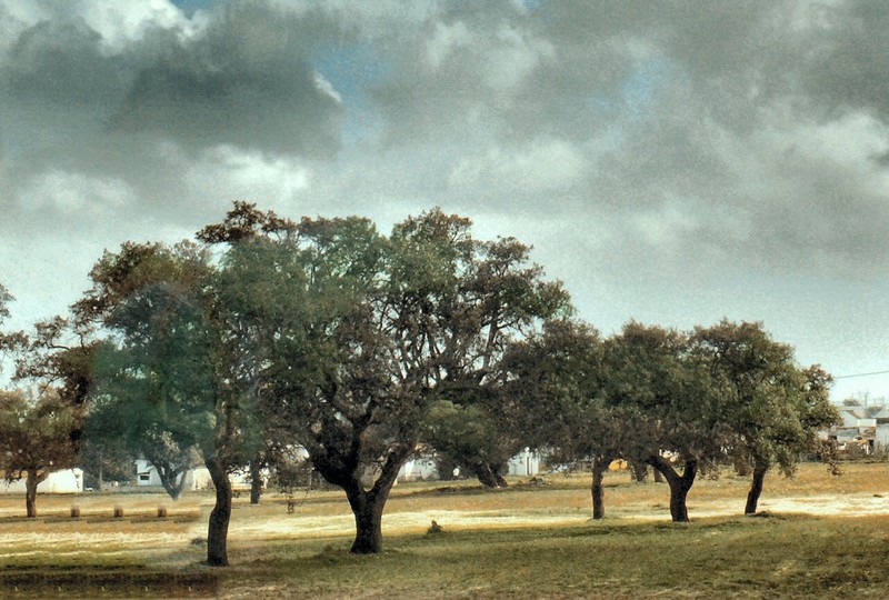 Cork oaks dot wheat fields and grazing land throughout the Alentejo.