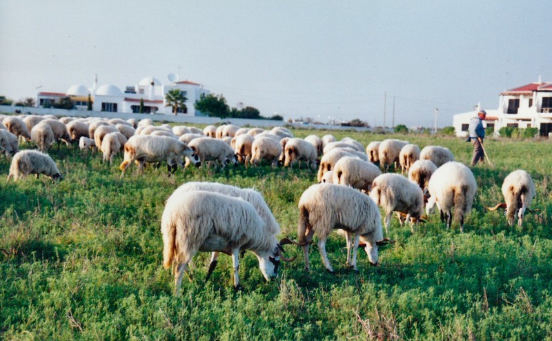 Sheep, hogs, and cattle raising, vineyards and wine production are important activities.