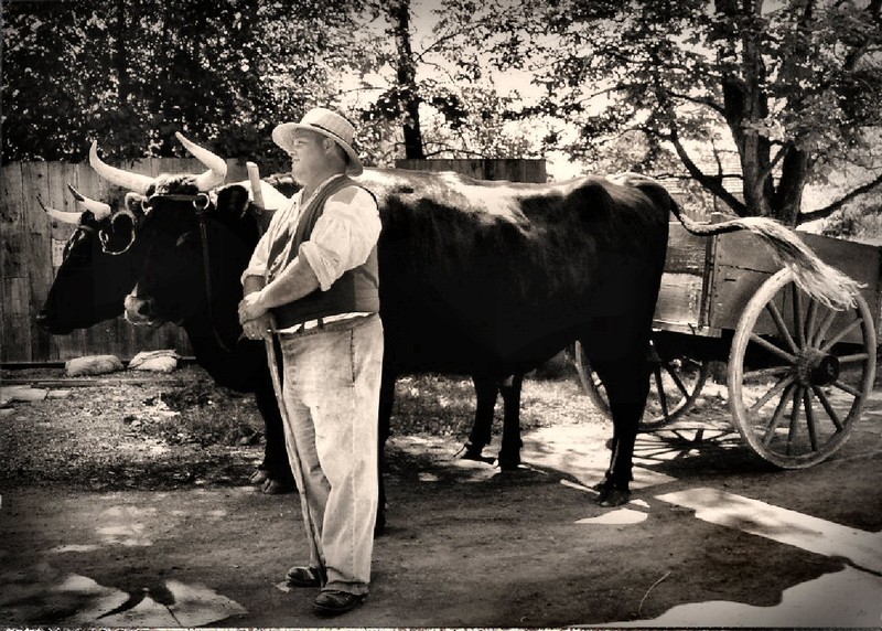 oxen and driver as a 19th century Daguerrotype