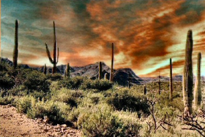 sunset in Saguaro National Monument, near Tucson, Arizona