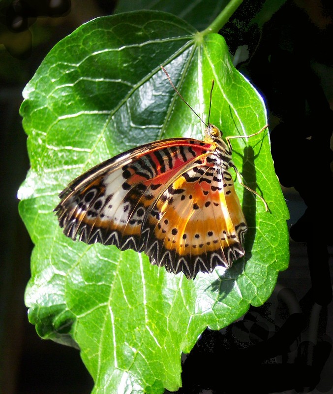 South Asian Leopard Lacewing
