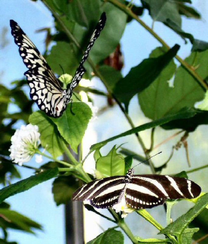 Nymph with Zebra Longwing