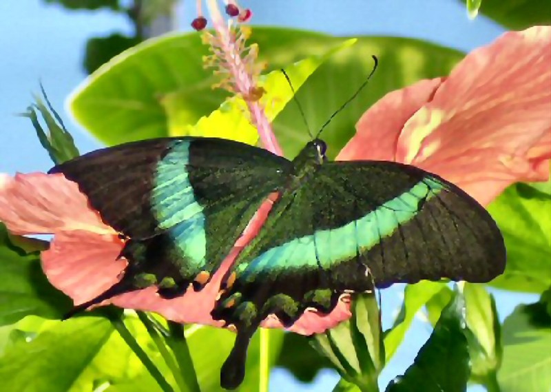 Malaysian Emerald Swallowtail