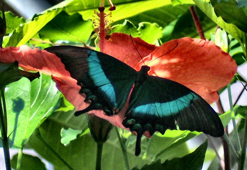 another Malaysian Emerald Swallowtail
