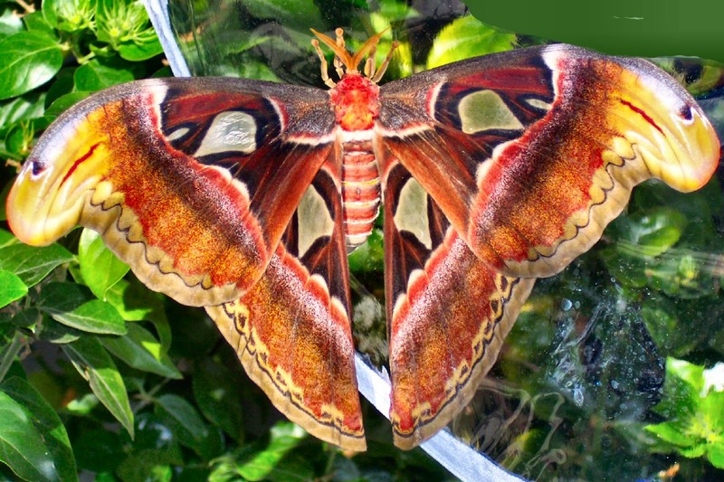 giant earth-toned moth