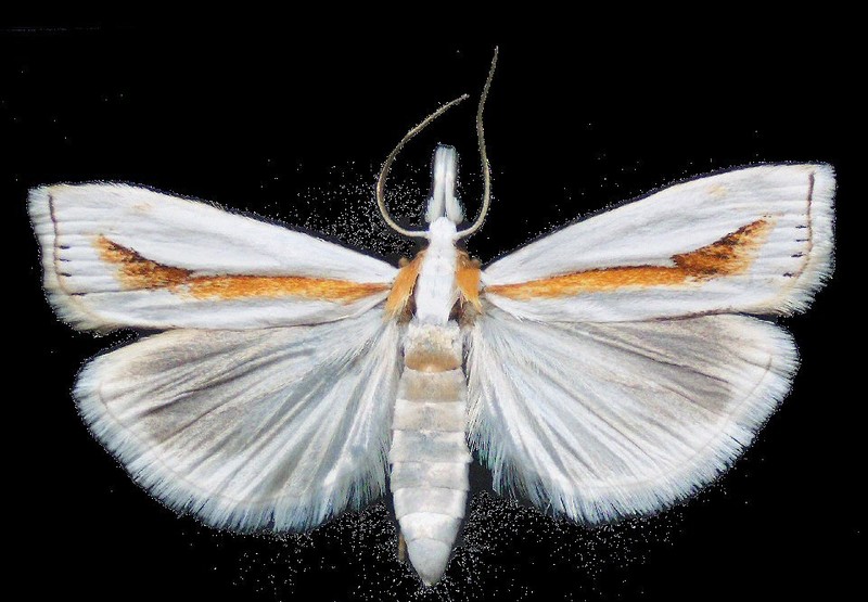 white giant moth