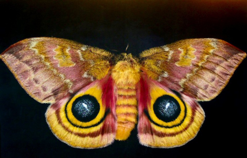 North American Polyphemous moth