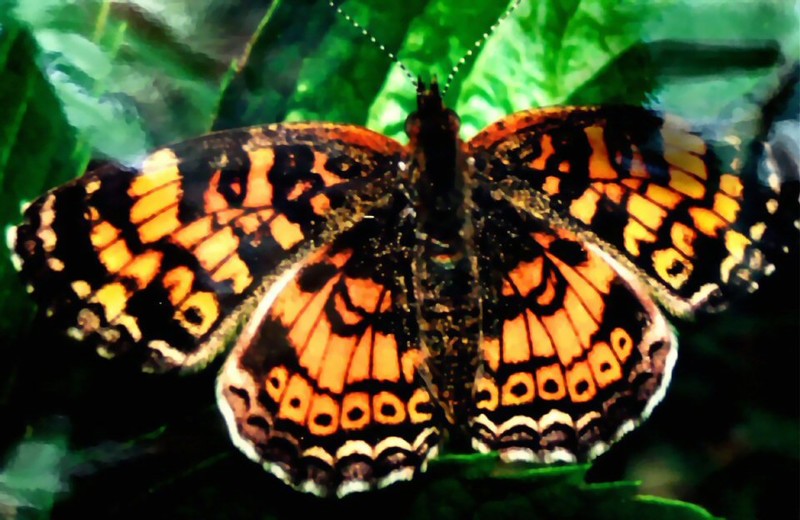 Northern Crescent moth
