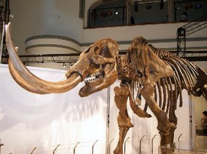 North American mastodon