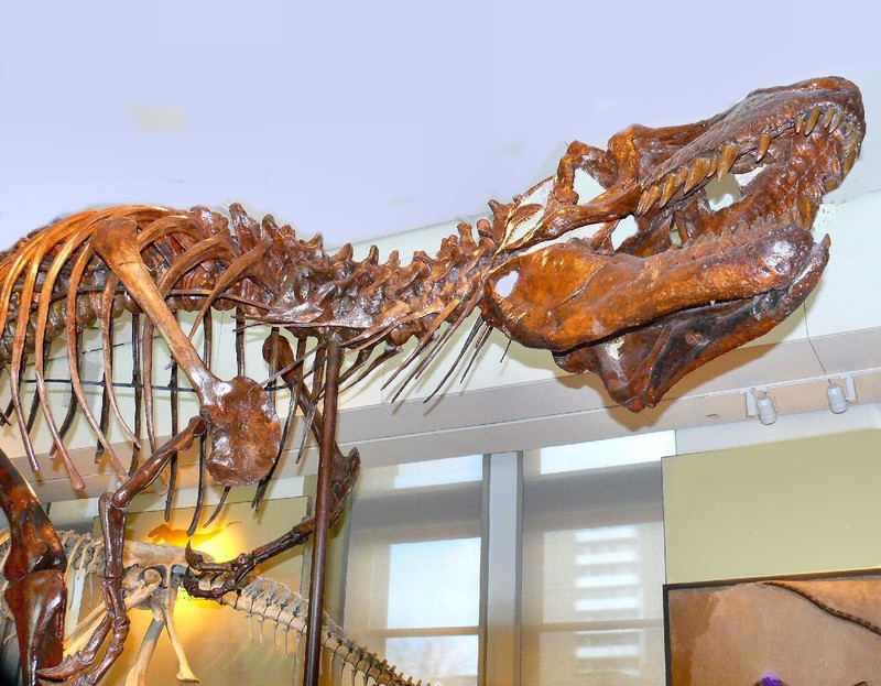 the predecessor of the well-known Tyrannosaurus