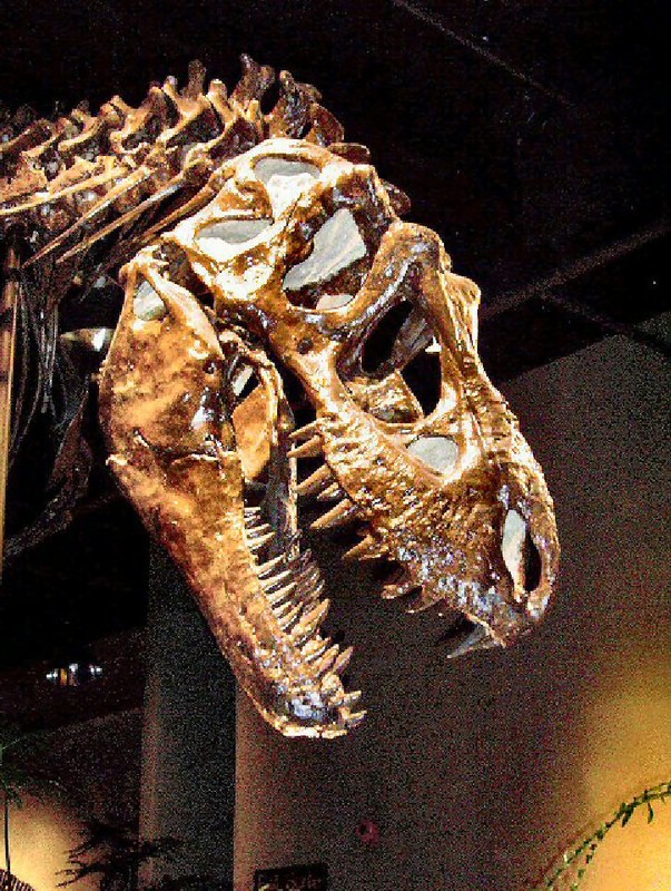 head of Tyrannosaurus, the largest dino, weighing up to 7  tons
