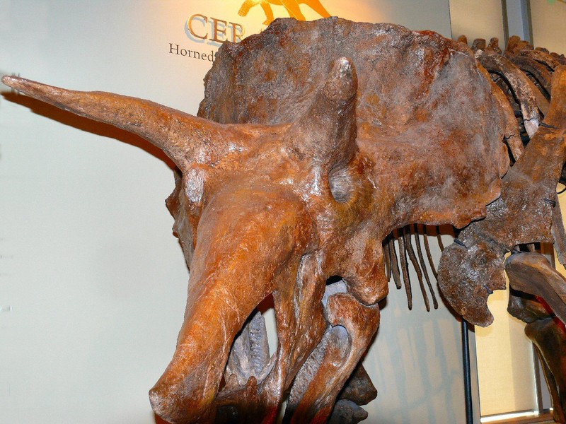 Like most dinos, the horned Ceratops was a plant eater.