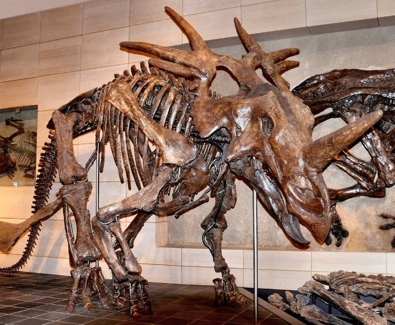 Styracosaurus - I'll bet they all avoided this guy !