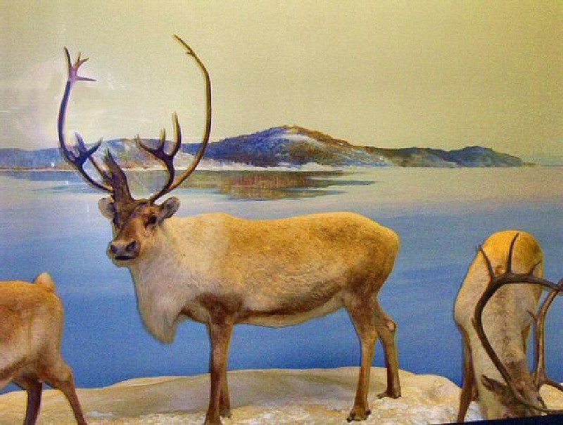 Cariboo - (Santa's reindeer)
