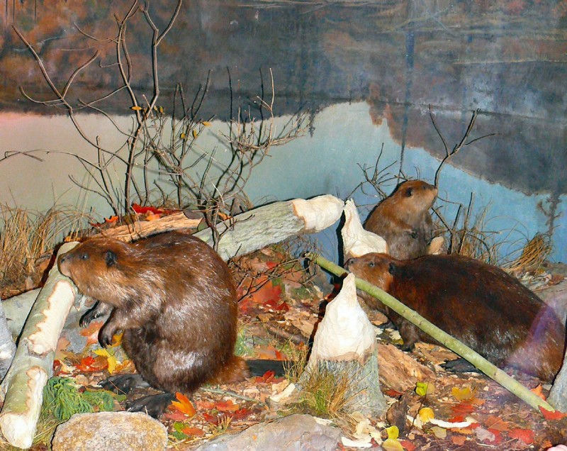 ''busy as a beaver''  It is Canada's national animal.