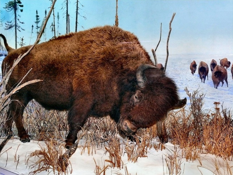 A Plains Bison can run up to 55 kmhr for short distances.