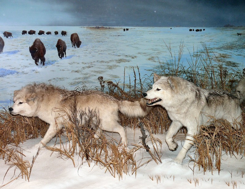 wolves stalking bison herd