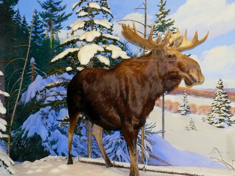 An adult Bull Moose can weigh over 1500 lb (680 kg)