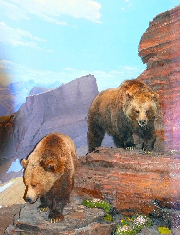 pair of Grizzlies, which can reach over 750 pounds