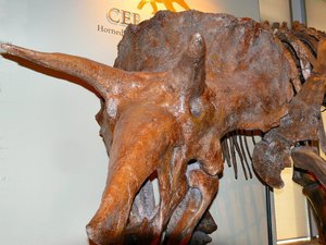 one horned ceratops