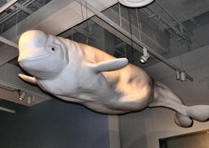 A white Beluga can reach 15 ft (4.6 m) in length and weigh 1.5 tonnes.