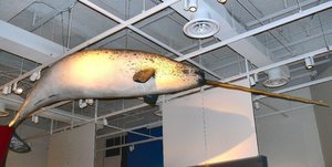 an Arctic Narwhal, a.k.a. the 'unicorn of the seas', for obvious reasons