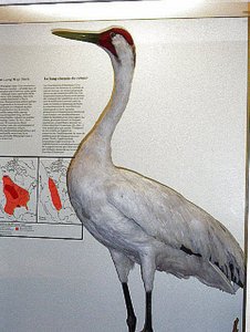 A century ago less than 2 dozen of these whooping cranes still existed.