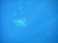 Sea turtle and Jelly fish