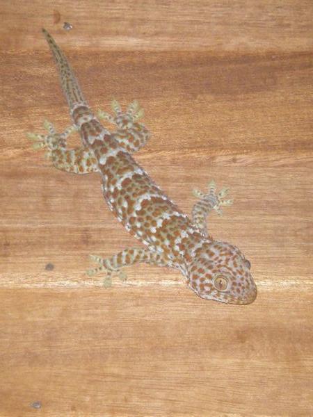another Gecko