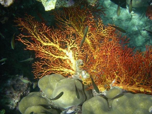 Shelf Coral