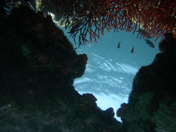 Shelf Coral
