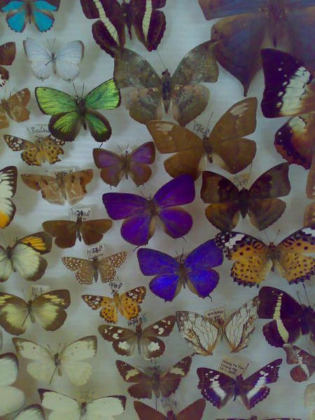 Butterflies at bug museum