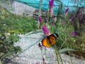 Butterfly house 2