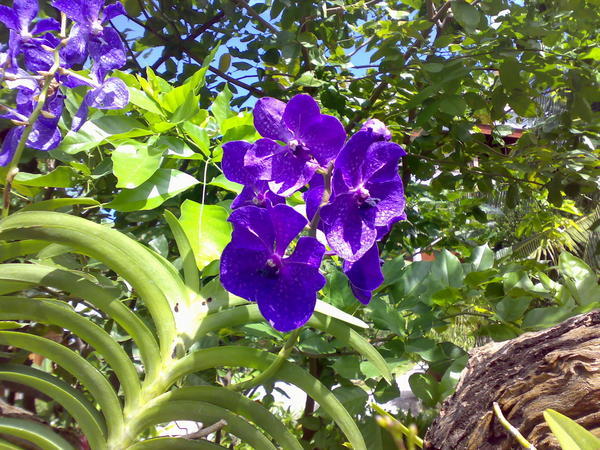 Beautiful Purple Orchids