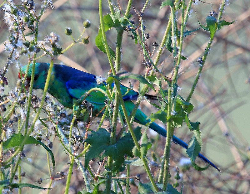 Unidentified parrot at wilcanna on darling river