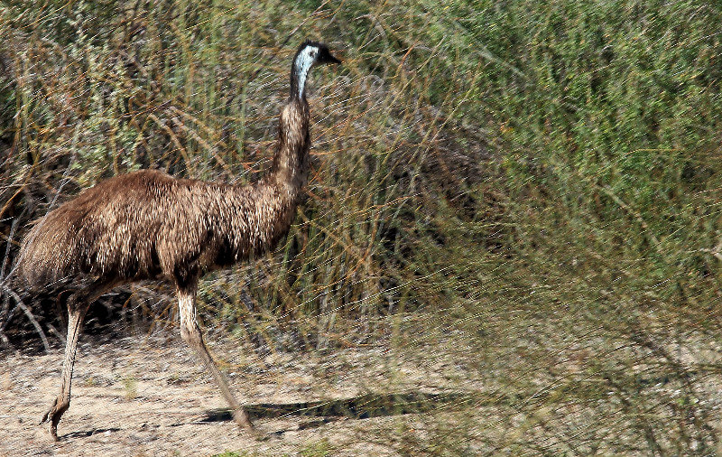 Emu on banks of The Darling, Wilcannia