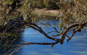 Darling River, Wilcannia
