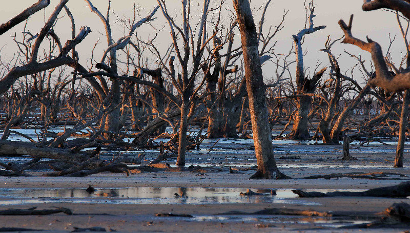 Menindee Ghost trees at sunset