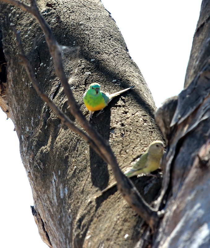 Red Rumped Parrot with mate
